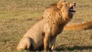 videos to distract your kids-funny animals that will make you laugh 8
