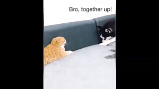 videos to distract your kids-funny animals that will make you laugh 9