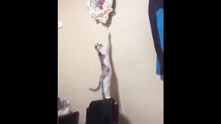 videos to distract your kids-funny animals that will make you laugh 10