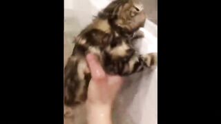 videos to distract your kids-funny animals that will make you laugh 11