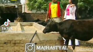 Funny video 446