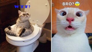 videos to distract your kids-funny animals that will make you laugh 13
