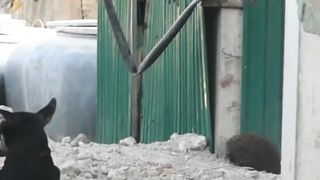 videos to distract your kids-funny animals that will make you laugh 14