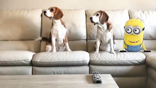 Funny Dogs vs Minion in REAL LIFE Animation Compilation! Must see!