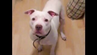 Funny dogs and cats scared of farts compilation (Try not to laugh) 2