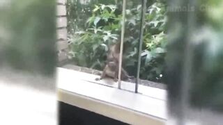 The Best Funny Videos Of Cats And Dogs ???????? - Funny Animals Compilation ????