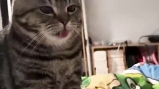 Funny dogs and cats compilations! 2023