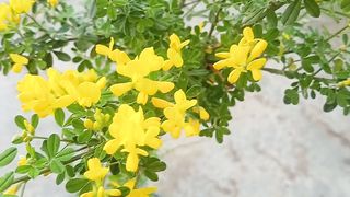Cytisus fragrance plant