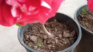 Bajazzo Rose