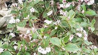 Weigela Florida veriegated