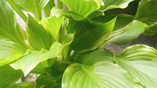 Hosta lilly