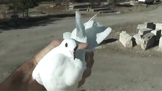 Hyfly pigeons