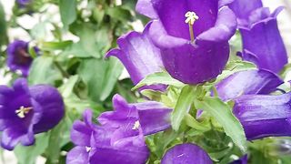Campanula flowers