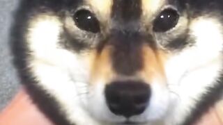 Cute dog 2