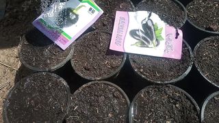 Brinjal seed germination