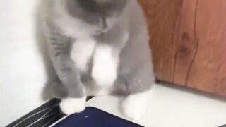 Cat enjoying