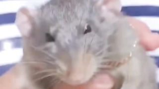 cute hamster