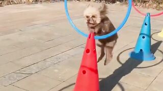 Dog playing 2