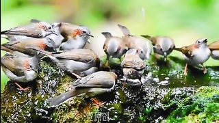 TOP VIEW NATURE 3