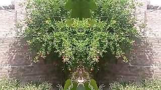 My Nature's