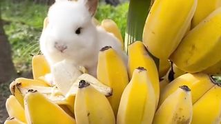 Coelho banana animal rabbit