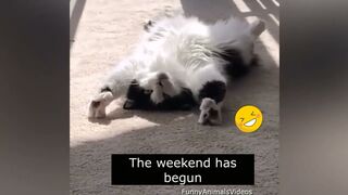 Funniest best Animals videos - Dogs and cats 2023