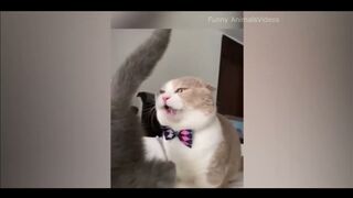 Funniest animals videos 2023 - Dog and cats 2023#2