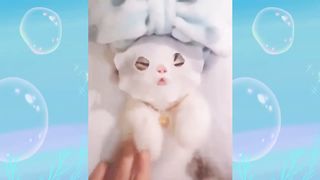Adorable Animals Doing the Cutest Things! #CUTE