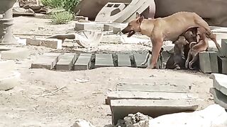 Dogs/pets and animals/female dog feed her babies/viral video/ viral short