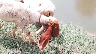 Pet's/animal/goat's/sheep's/bakrian/viral video/viral short