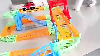 Cats watching the car running in track