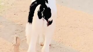 Beautiful animals 2