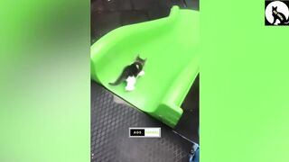 2M views Best || Funny Animal Videos Funniest Cats And Dogs Video #funny #animals #animalsvideo