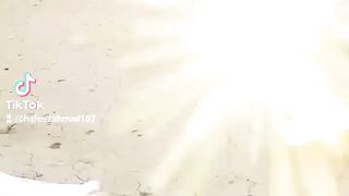 Pakistani Pigeon