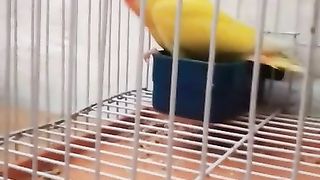 Cute Parrot Acting With Naat - Video Hd