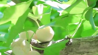 GINKGO BILOBA TREE.