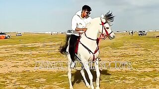 #best horses dance of 2023