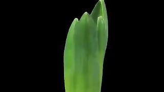 ALLAH PAK SAY DUA MAANGO FOR PAKISTAN
