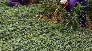 Protection of wheat crop