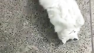 Cute cat 13