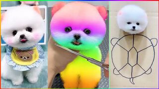 Funny and Cute Dog Pomeranian ????????| Funny Puppy Videos #335