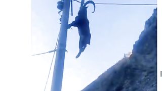 How to markhor