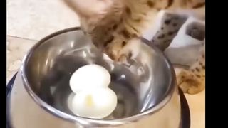 Cat ???? funny videos