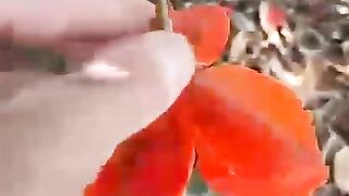 FRUITS KAY KASIM.