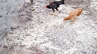 Galinha caipira