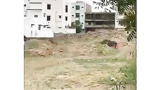 QURBANI KA JANWAR.