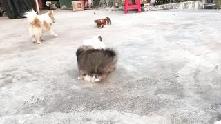 Cute Puppy 4