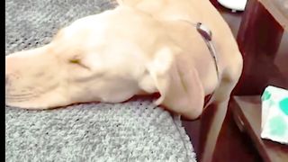 Dog funny video 4