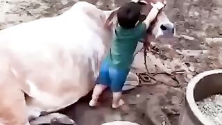 KID PLAY WITH COW.