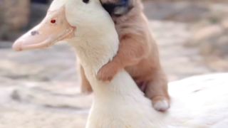 funny animals 7